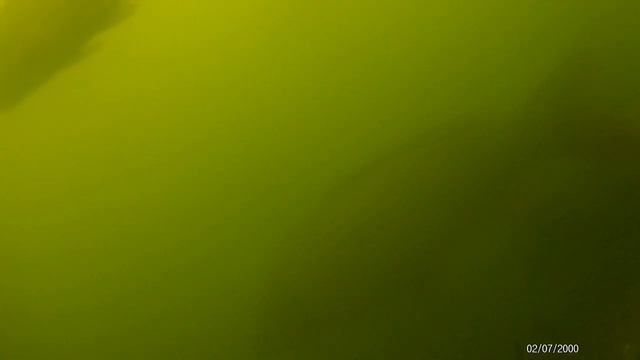 ПОДВОДНАЯ СЪЕМКА В ДОН, Рыба кишит! сазана ,леща, толстолоба !! смотреть онлайн