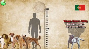 Dog Breeds Size Comparison LIVING EXTINCT