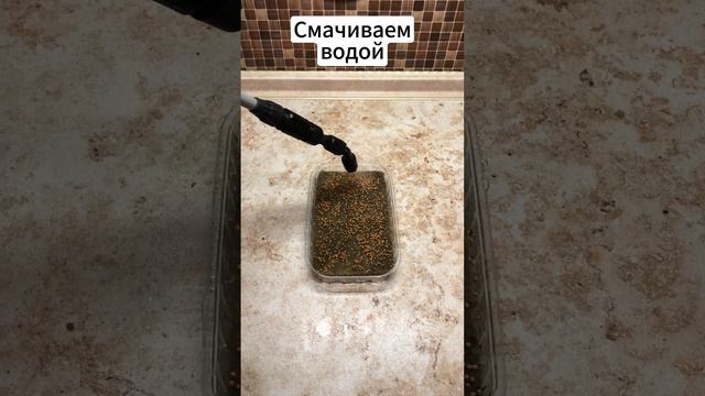 Как сажать горчицу на все субстраты
