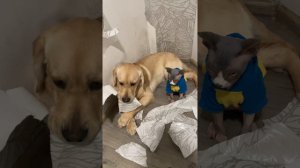 Не ругайся насяльника🙈