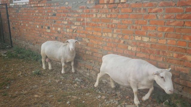 +79064428795 вацап. Белый дорпер #георгиевскийдорпер