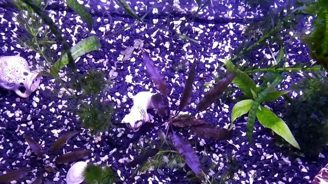 Запустили #аквариум. #Рыбки. #Креветки. смотреть онлайн