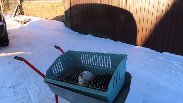 У нас минус 30 градусов ЖДЁМ покупателей из СПб 02.01.24 смотреть онлайн