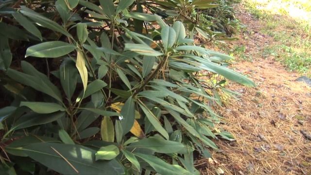 Rhododendron - Flowering evergreen shrub from the mountains - Best maintenance free shrub смотреть онлайн