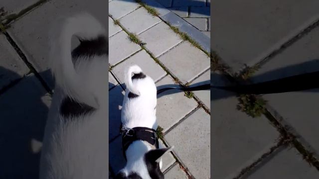 хорошо гулять компанией! Чихуарий Екатеринбург https://chihuariy-ekb.ru/ смотреть онлайн