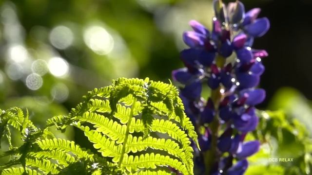 пианино релакс на природе смотреть онлайн