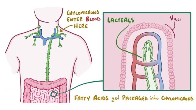 Introduction to the Lymphatic System смотреть онлайн