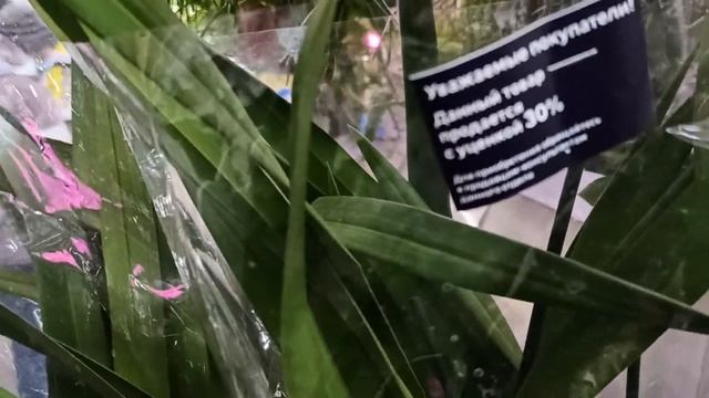 Орхидеи в Леруа Барнаул и в Соцветии! Орхидеи есть!! смотреть онлайн