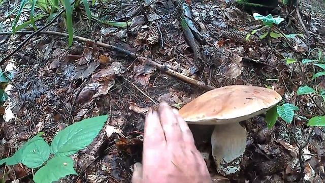 Карпатські Білі Гриби, Тихе полювання, сезон 2020 продовжується смотреть онлайн