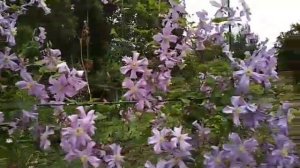Клематис Принц Чарльз (Clematis Prince Charles)