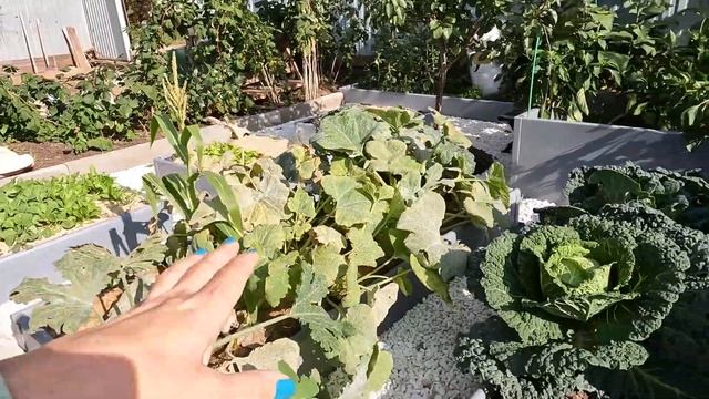 Красивые грядки с мраморной отсыпкой смотреть онлайн