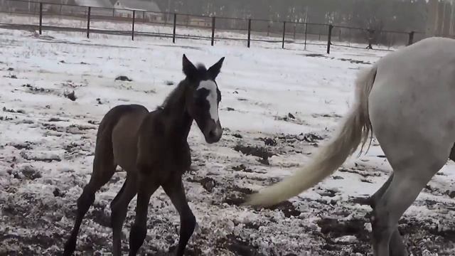 Жеребенок белой лошади ребенок. смотреть онлайн