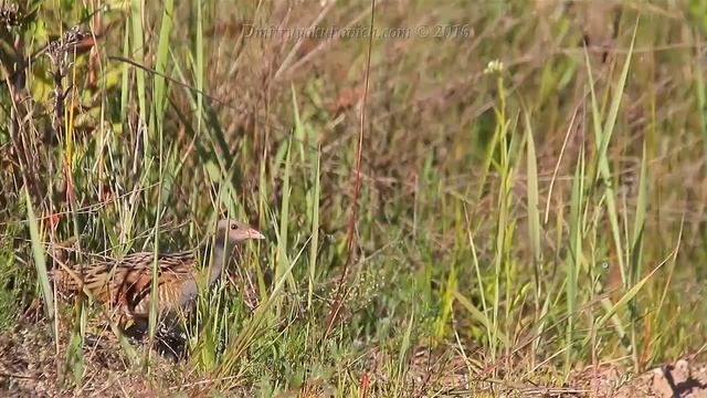 Bird sounds Corncrake singing смотреть онлайн