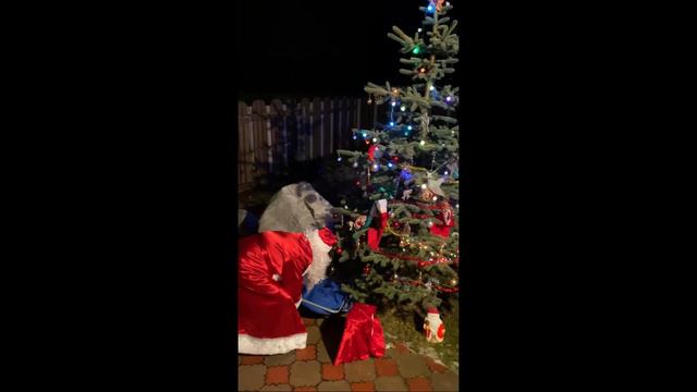 Дед Мороз, принёс подарки и показал короткий номер! смотреть онлайн