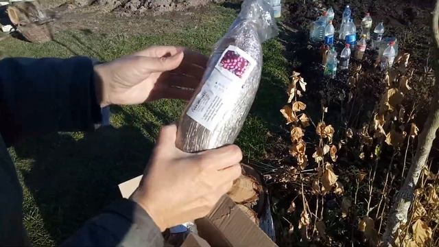 Отзыв Агромаркет (відгук) Тюльпан, Виноград "Велес", Пион травянистый "Do Tell". смотреть онлайн