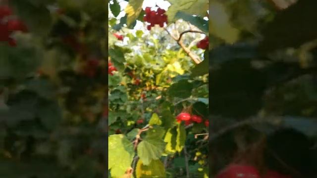 Золотая осень 2021