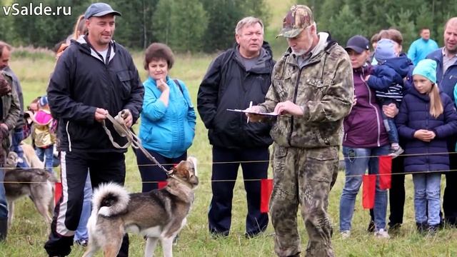 На подиуме – легавые, лайки и остальные. В Нижней Салде прошла выставка охотничьих собак смотреть онлайн
