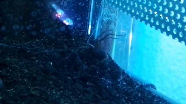 Loxosceles laeta 0.1 смотреть онлайн