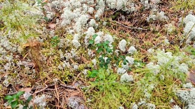 Бровченко// Три груши на восьмерых... И три пива в одну харю!!! //Обзор видео// смотреть онлайн