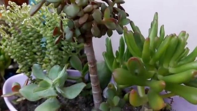 Денежное дерево том тумб скоро зацветет смотреть онлайн