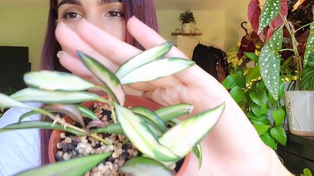 Hoya Wayetii Vs. Hoya Shepherdii & Hoya Kentiana | Do You Have Variegated Kentiana Or Wayetii? ?