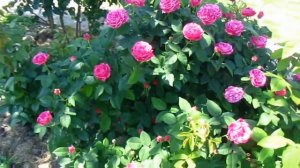 Роза парковая Фердинанд Пичард(Ferdinand Pichard)