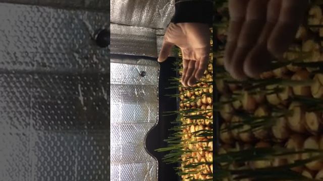 выгонка лука,лук на перо,лук на зелень смотреть онлайн