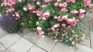 Моя любовь розы Новалис, Клэр ренессанс, Орфео, Клэр маршал и Институт люмире. 14.06.2022. Пятигорс