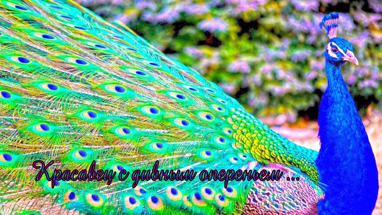 Красавец с дивным опереньем*