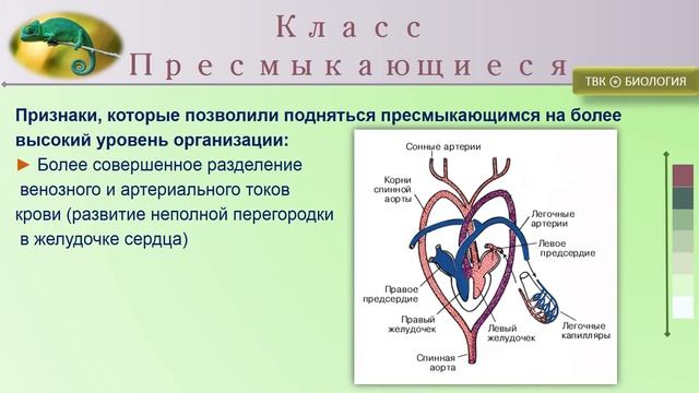 Подтип Позвоночные смотреть онлайн