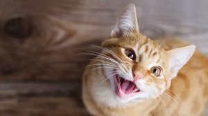 Звуки для кошек, мьяукание милых кошек (котят) Ультразвук