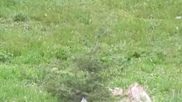 Кедр атласский шестилетка на Херсонской Апрель 2022 смотреть онлайн