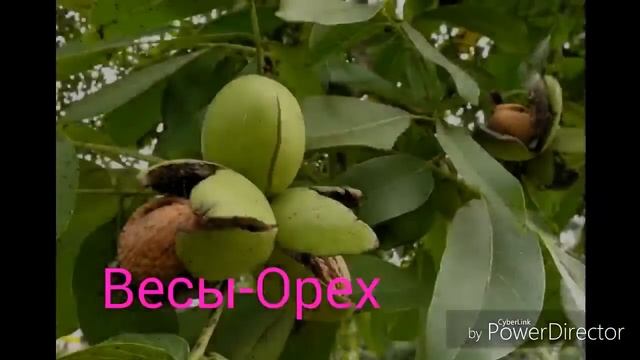 Какое ты дерево по знаку зодиака смотреть онлайн