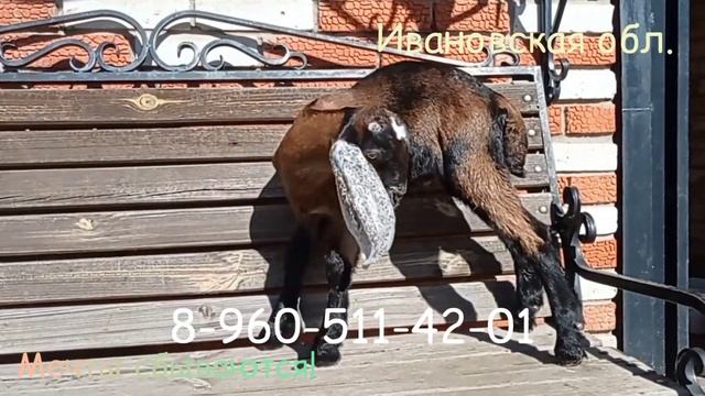 Поездка за новым козликом/// В Ивановской обл. продаются козлята/// Большой выбор/// смотреть онлайн