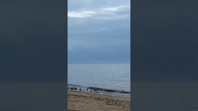 Зеленогорск , курортная зона , находится в 40 мин. от Питера . Приятное местечко . смотреть онлайн