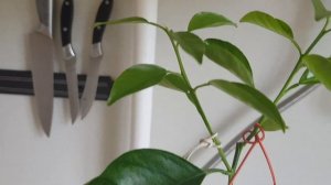 Как формировать, мандарин, простой способ.