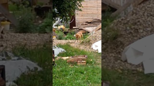 Когда природа берёт своё!! Пёс Сирко-Джек! смотреть онлайн