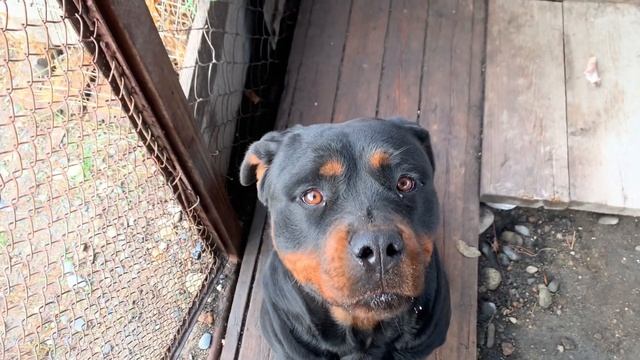 Какие кости можно давать собаке. Ротвейлер Гера. Rottweiler Dog.