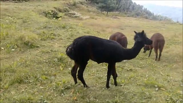 Alpacas in Jiri смотреть онлайн