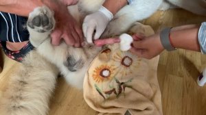 Гигиена полового органа кобеля или как подготовиться к вязке!