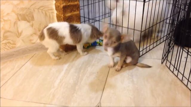chihuahua смотреть онлайн