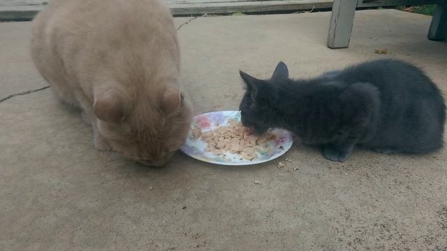 Catz(3) смотреть онлайн