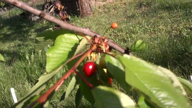 колоновидная черешня Квин Мери, ультра ранняя смотреть онлайн