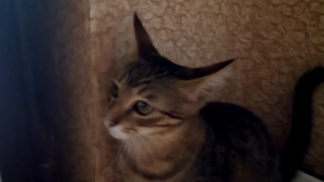 Как приучить кошку к лотку смотреть онлайн