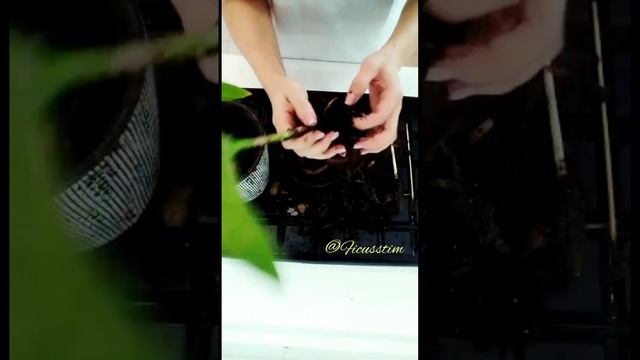 Стрелиция Пересадка смотреть онлайн