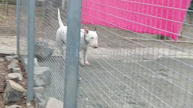 кто с нами пришел гулять? питомник чихуахуа Кастропуло Крым и Бультерьер Этуаль смотреть онлайн