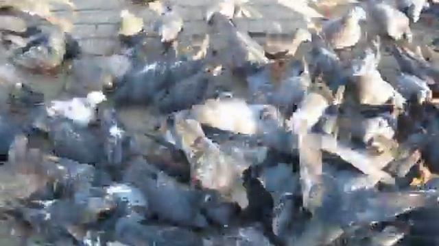 Дикие голуби обедают... смотреть онлайн