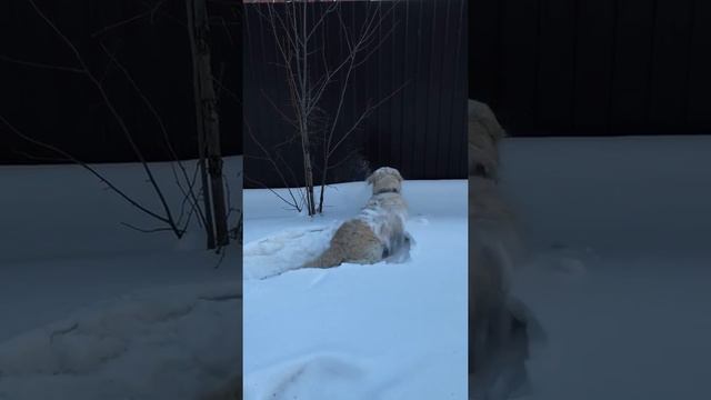 В снегу закапываться мы любим