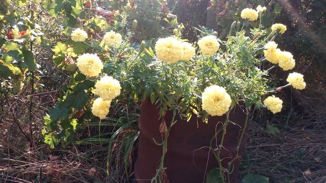 ?БАРХАТЦЫ С ОГУРЦАМИ В БОЧКЕ смотреть онлайн