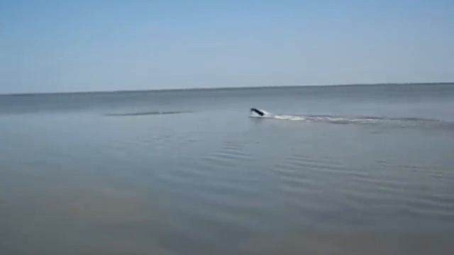 Сиваш смотреть онлайн